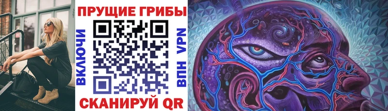 где продают   Сокол  Псилоцибиновые грибы GOLDEN TEACHER 